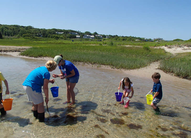 kids and adults explore the waters of Little Sippewissett Marsh in Falmouth