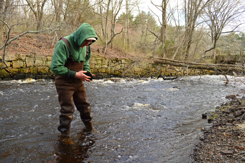 a scientist looks for rainbow smelt eggs in the Weweantic River