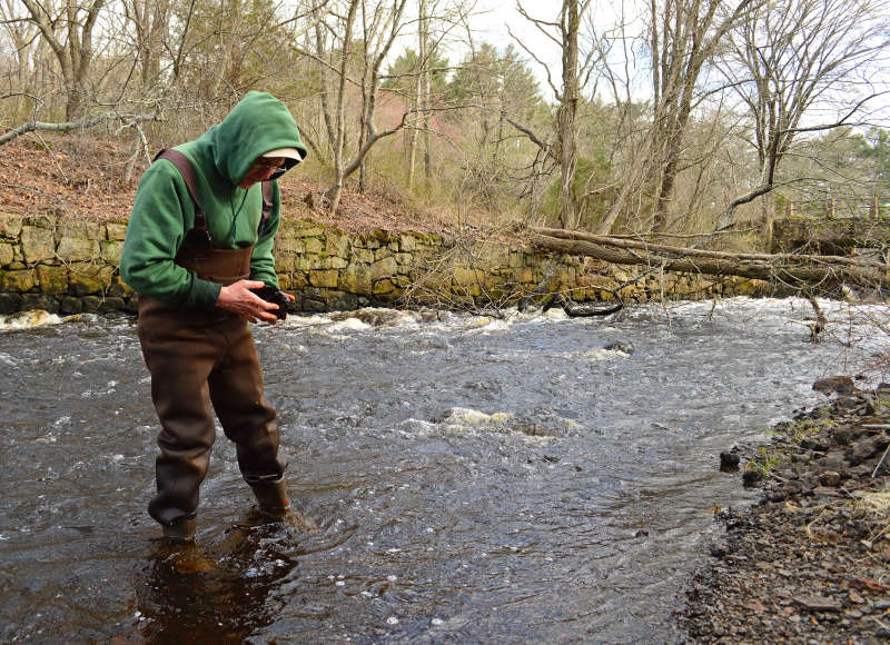 a scientist looks for rainbow smelt eggs in the Weweantic River