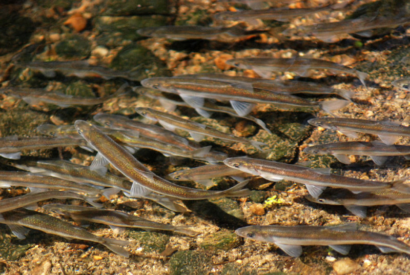 school of rainbow smelt swimming upstream