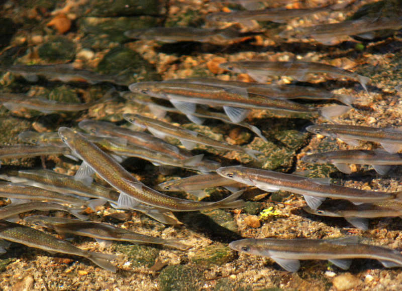 school of rainbow smelt swimming upstream