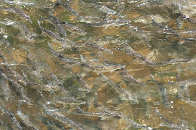 river herring in the Agawam River in Wareham