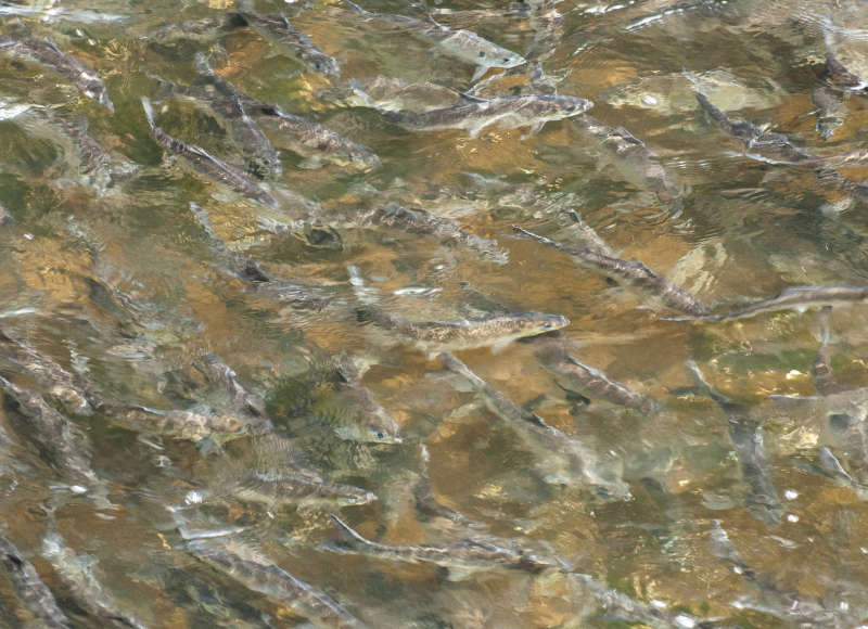 river herring in the Agawam River in Wareham