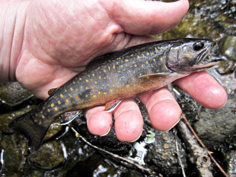 a hand holding a native brook trout from Angeline Brook in Westport