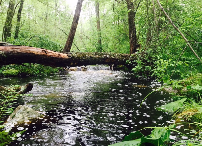 Angeline Brook in Westport