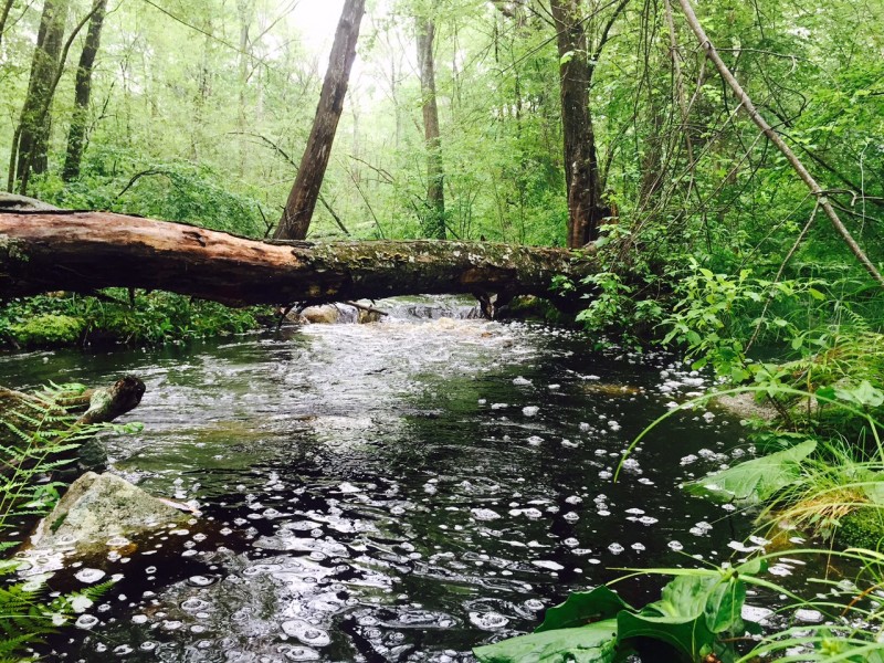 Angeline Brook in Westport