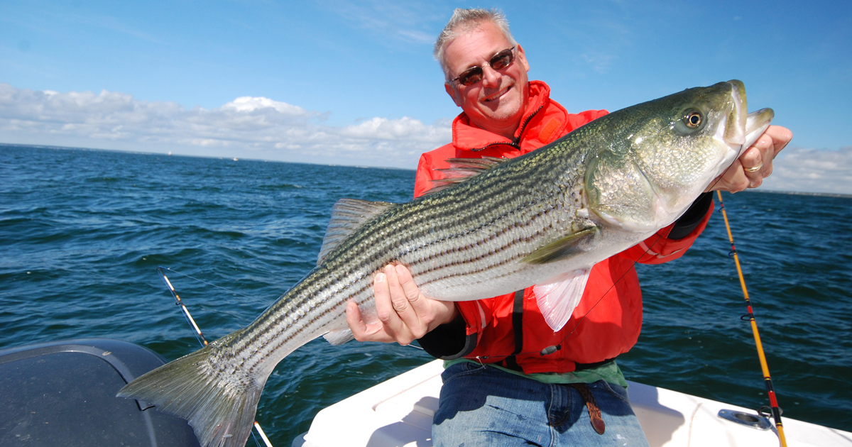 Menhaden Matters: Live Bait Striper Fishing - The Fisherman