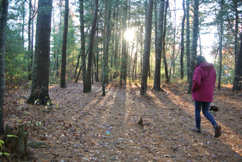 a woman walking through the woods at Four Ponds Conservation Area in Bourne