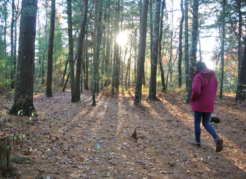 a woman walking through the woods at Four Ponds Conservation Area in Bourne