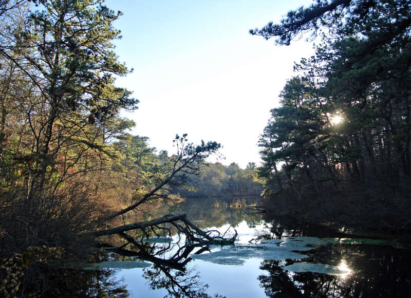 a wooded pond near sunset at Four Ponds Conservation Area in Bourne