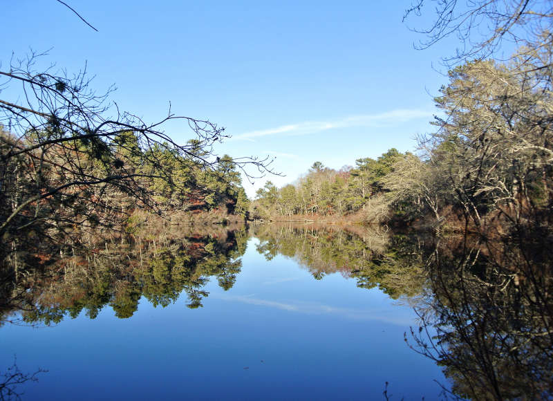 a wooded pond in winter at Four Ponds Conservation Area in Bourne