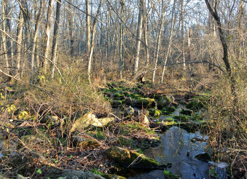 Angeline Brook at Herb Hadfield Conservation Area in Westport