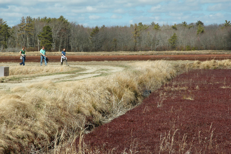 three people walking on a path next to a cranberry bog at the Mattapoisett River Reserve