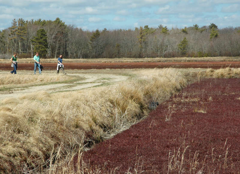 three people walking on a path next to a cranberry bog at the Mattapoisett River Reserve