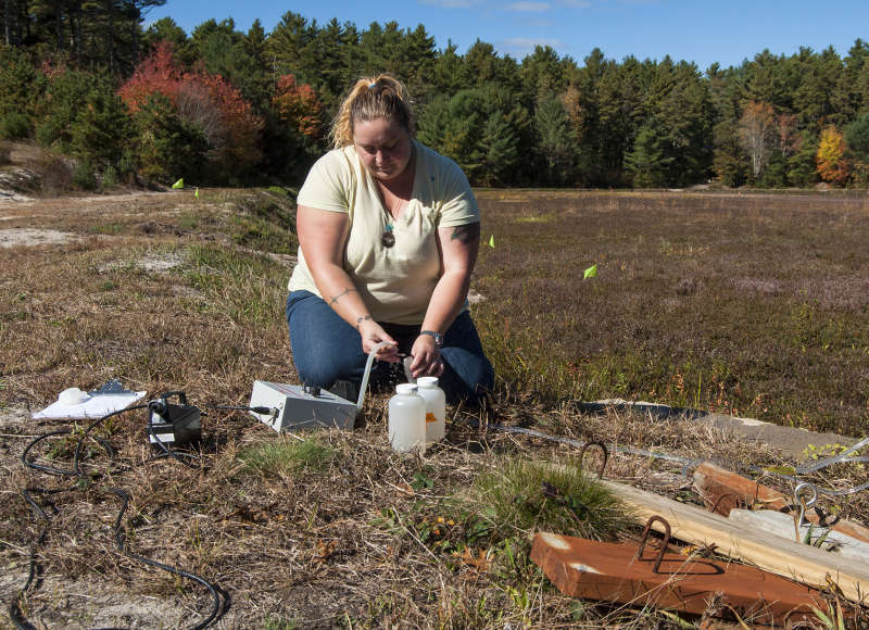 a research gathering a water sample from a cranberry bog in Carver