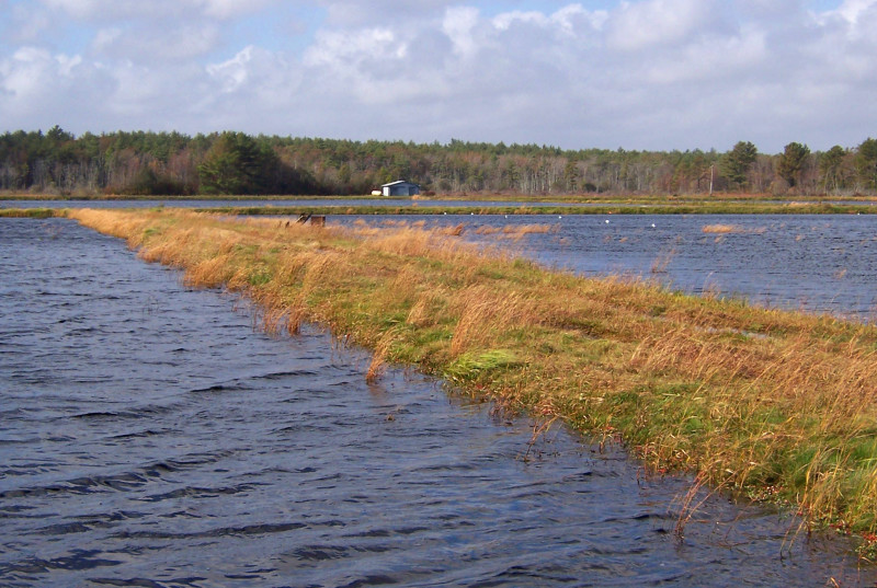 a flooded cranberry bog during fall harvest