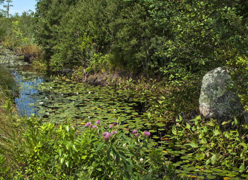 Mattapoisett River at The Bogs in Mattapoisett