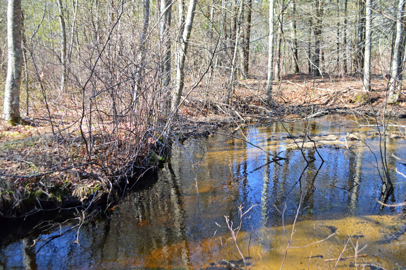 a vernal pool in the woods at Doggett's Brook Recreational Area in Rochester