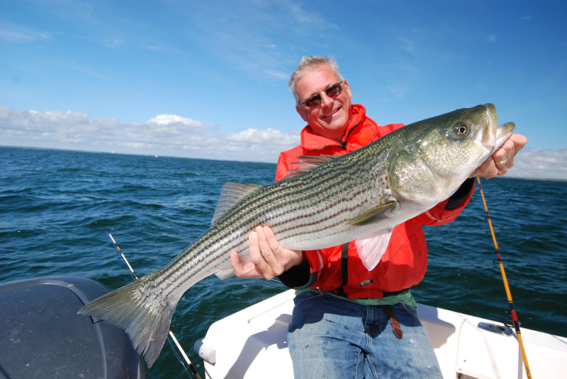 a man holding a striped bass on a boat in Buzzards Bay