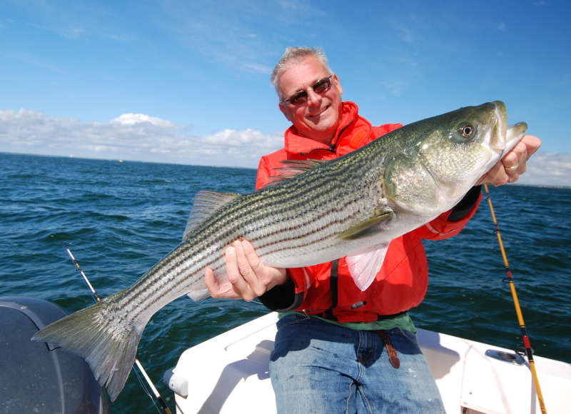 a man holding a striped bass on a boat in Buzzards Bay