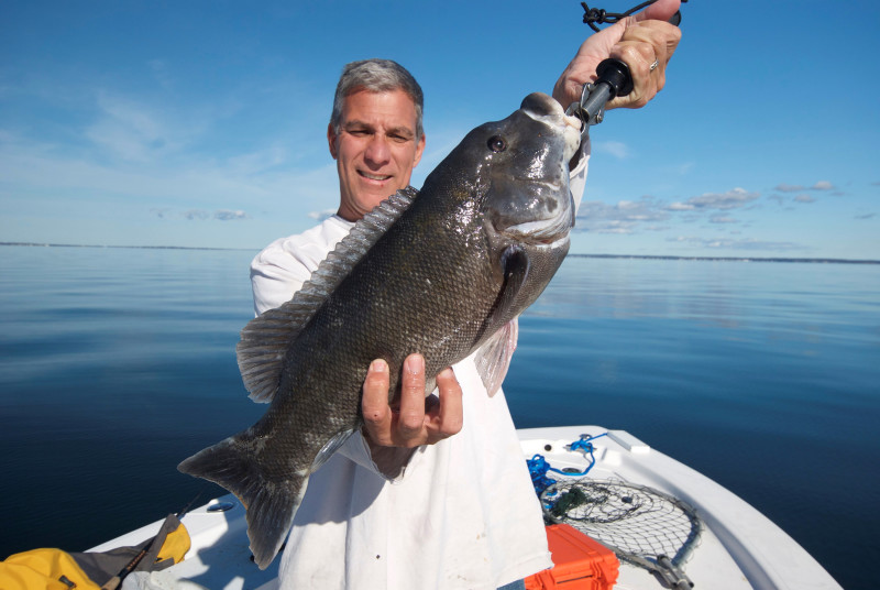 a man holding a tautog on a boat on Buzzards Bay