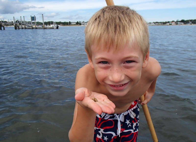 a boy holds a snail shell while standing in the water in Onset Bay in Wareham
