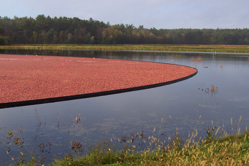 a cranberry bog in Mattapoisett, Massachusetts being harvested in fall