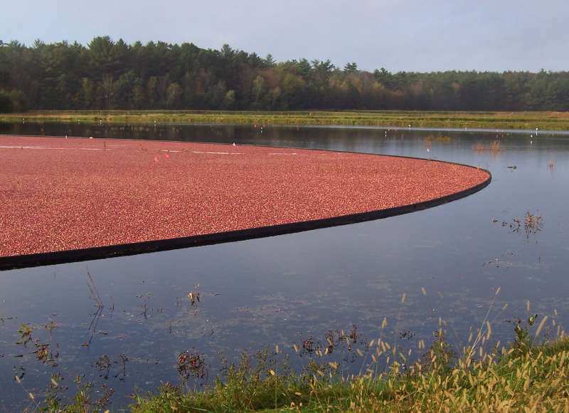 a cranberry bog in Mattapoisett, Massachusetts being harvested in fall