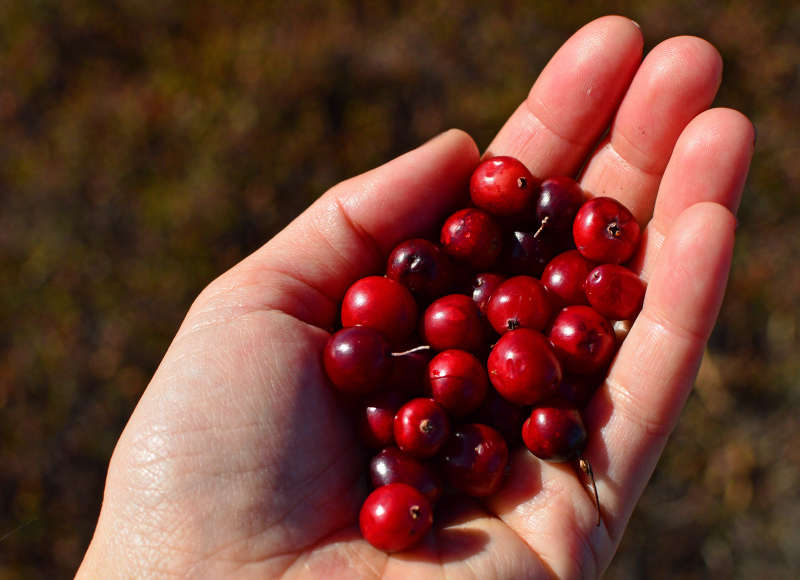 a hand holding cranberries picked from a bog in Mattapoisett