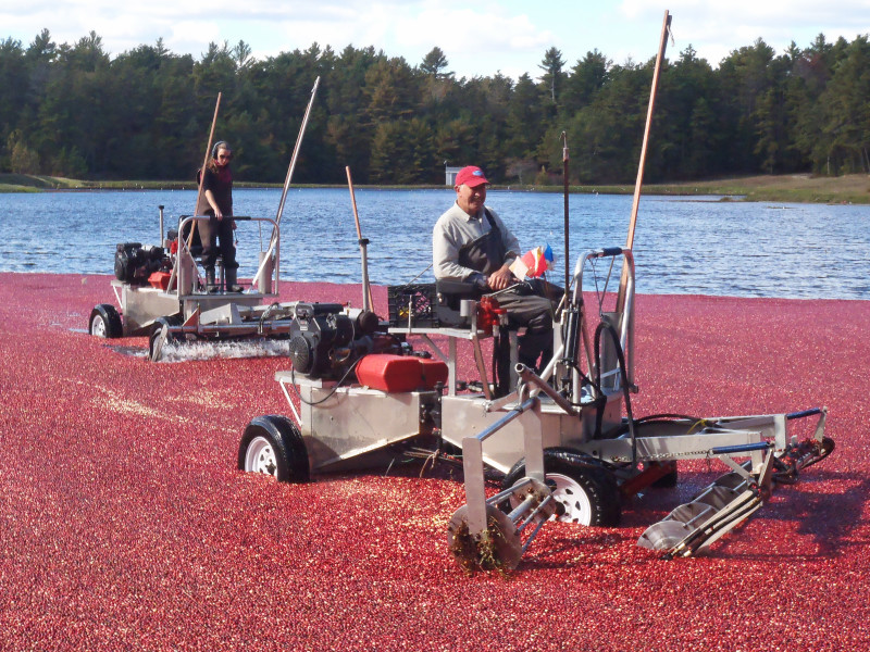 cranberry grower Kirby Gilmore harvesting his bog in Carver