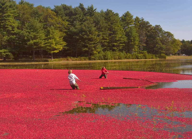 two cranberry growers harvesting a bog in Wareham in autumn (Image: Alexey Sergeev)