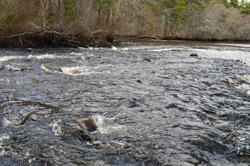 the Weweantic River flowing downstream at Westgate Conservation Area in Wareham