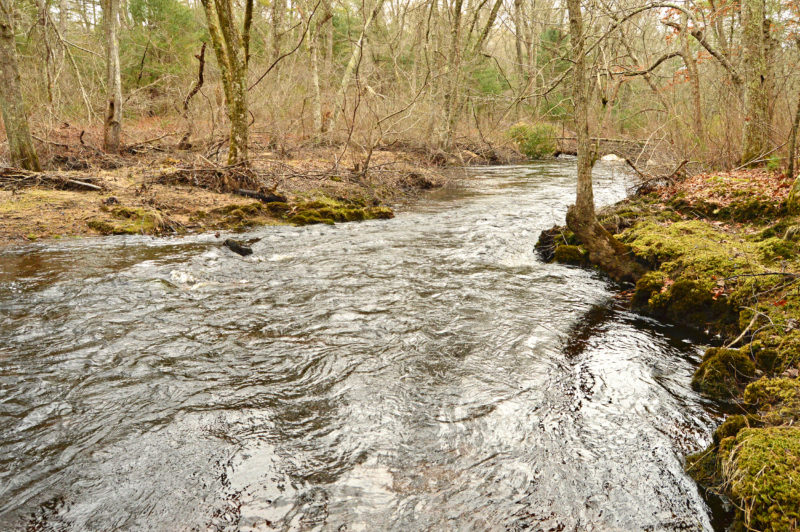 the Weweantic River flowing downstream at Westgate Conservation Area in Wareham