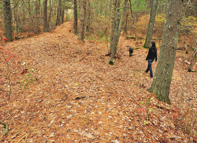 dog and woman walking in woods