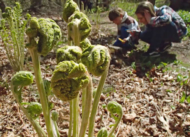 fern fiddleheads in the woods in Bourne