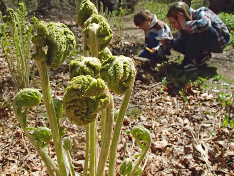 fern fiddleheads in the woods in Bourne