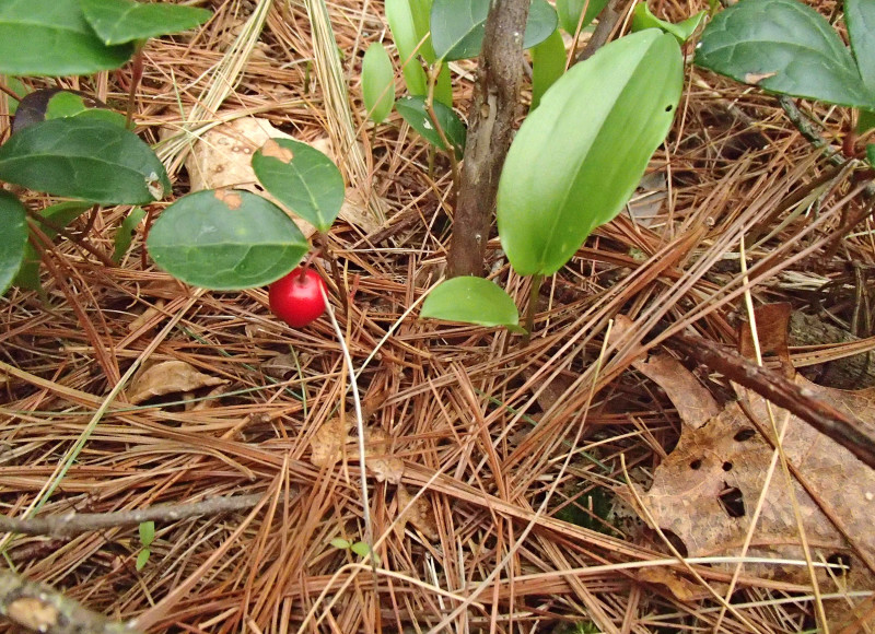 teaberry plant with a single berry at Bourne Sisters Woodland