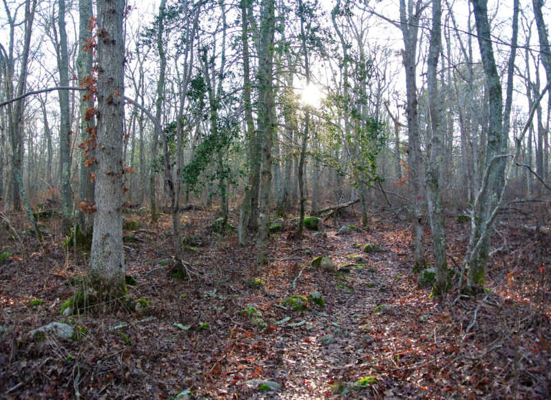 trail through the woods at Herb Hadfield Conservation Area in Westport