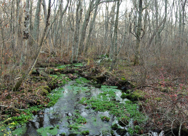 Angeline Brook at Herb Hadfield Conservation Area in Westport