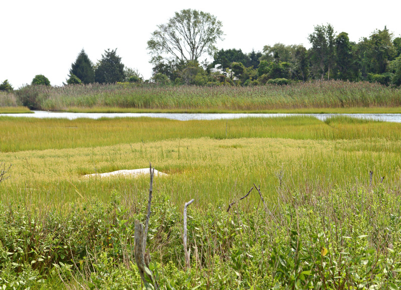 salt marsh at the Knowles Reserve in Dartmouth