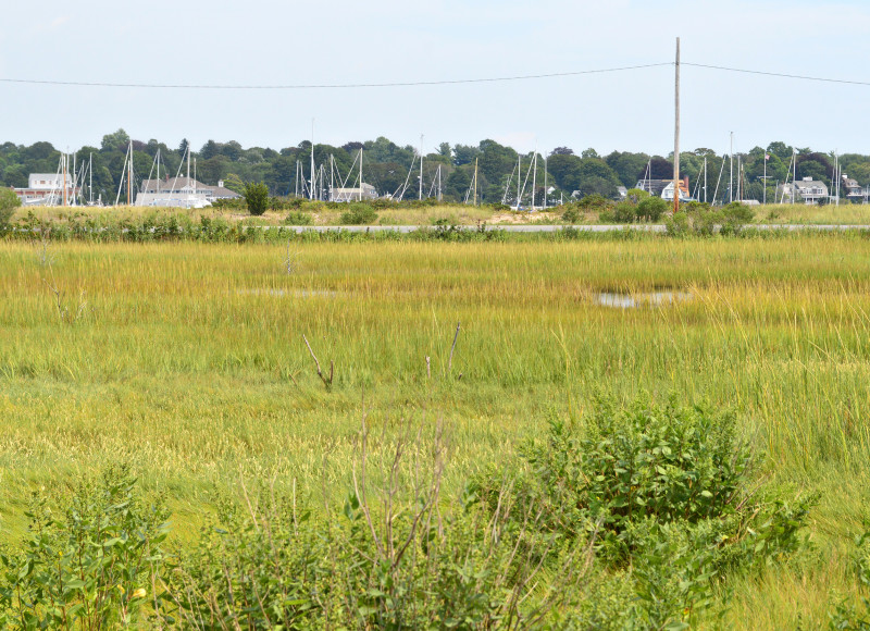 sailboat masts in the distance from a salt marsh at the Knowles Reserve in Dartmouth