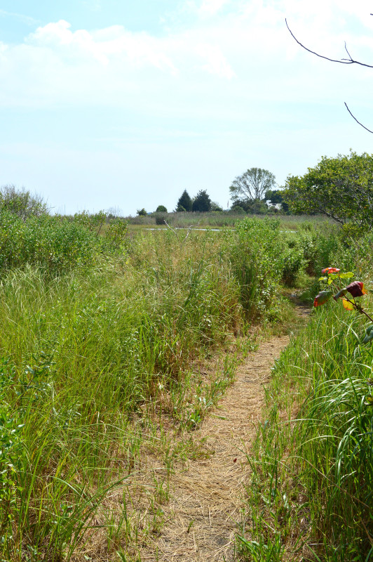 trail along the edge of a salt marsh at the Knowles Reserve in Dartmouth