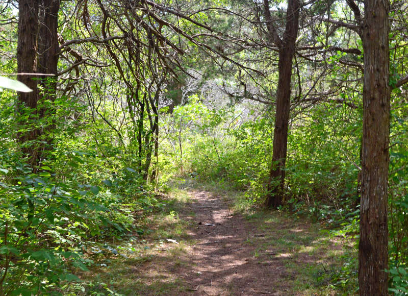 trail through a red cedar forest at the Knowles Reserve in Dartmouth