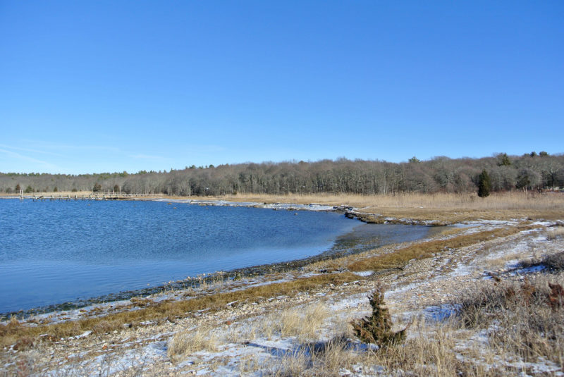 Planting Island Cove shoreline in Marion