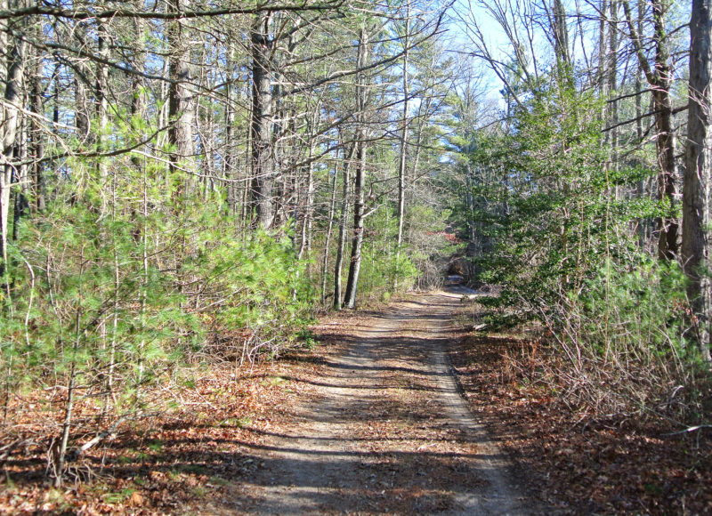 flat trail through the forest at Rocky Gutter Wildlife Management Area in Middleborough