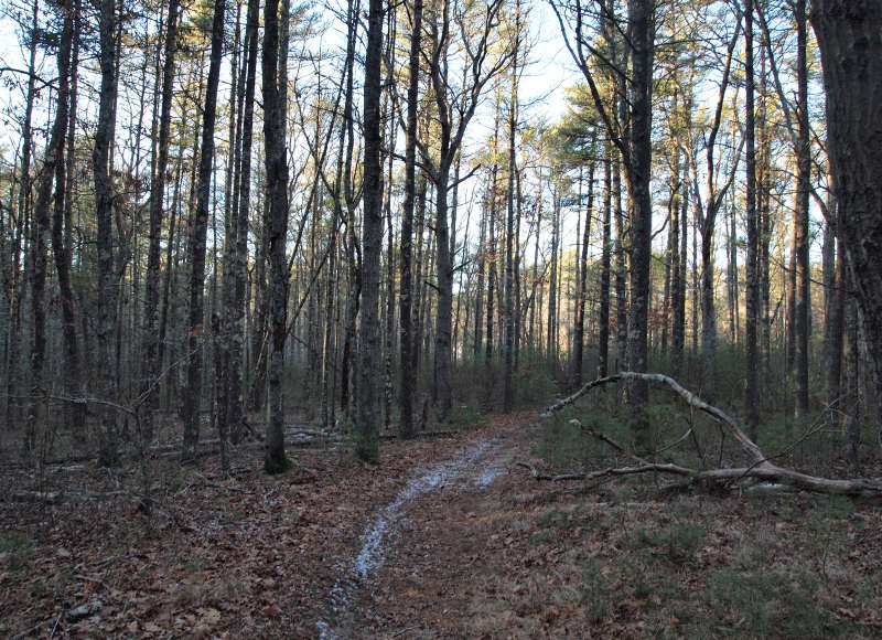 trail through the woods at Rounseville II Preserve in Rochester