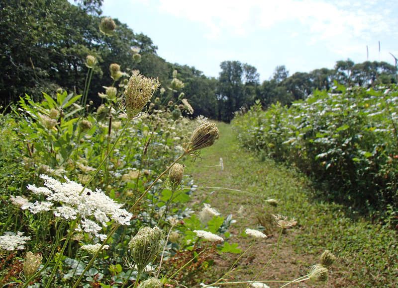 wildflowers along a walking path at the Slocum's River Reserve in Dartmouth