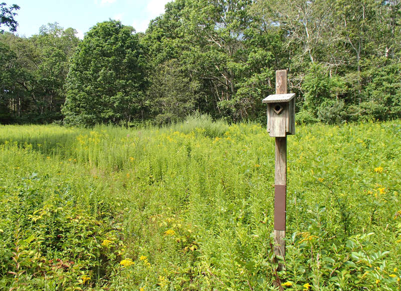 wildflower field with a birdhouse at the Slocum's River Reserve in Dartmouth