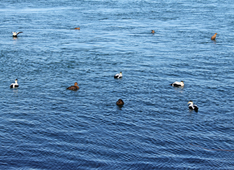a flock of eiders on the Cape Cod Canal in winter