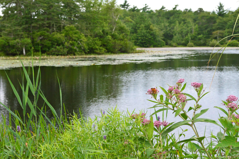 Spring flowers in front of Tinkham pond